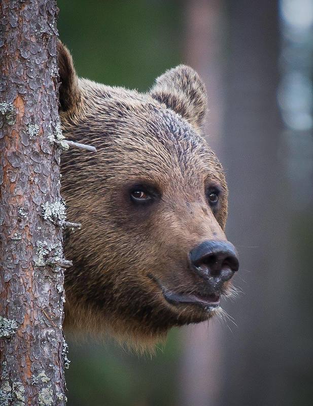 bear, finland Bear surprise, Finlandphoto preview
