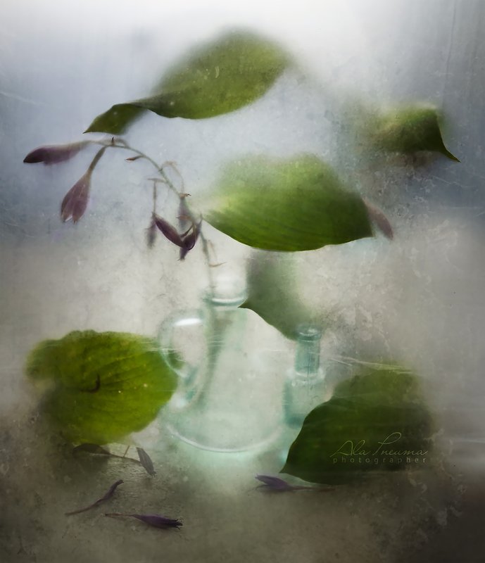 полиэтилен, натюрморт С листьями хостыphoto preview