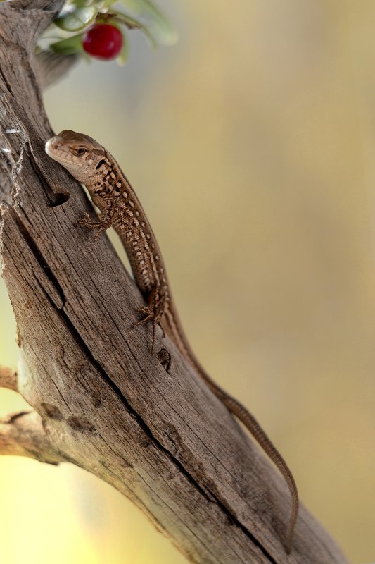 Согретая солнцемphoto preview