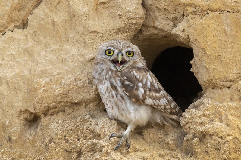 ПётрРогов#фотограф#фотоохота#дикаяприрода#орнитология#птицы#птичьяобсерватория#Израиль#Иерусалим#canon5dmarkiii#canon600mmf4#birdsobservatory#birds#nature#Israel#Jerusalem#сыч#утро#owl#домовойсыч# Сыч photo preview