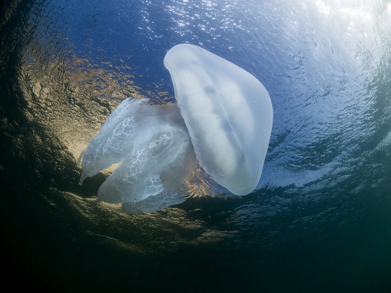 #Rhizostoma pulmo Rhizostoma pulmo 05photo preview