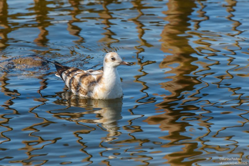 животные, птицы, чайка, отражения, осень, море, финский залив,парк \\ Петергофская чайка в осеннем ритме Финского залива фото превью