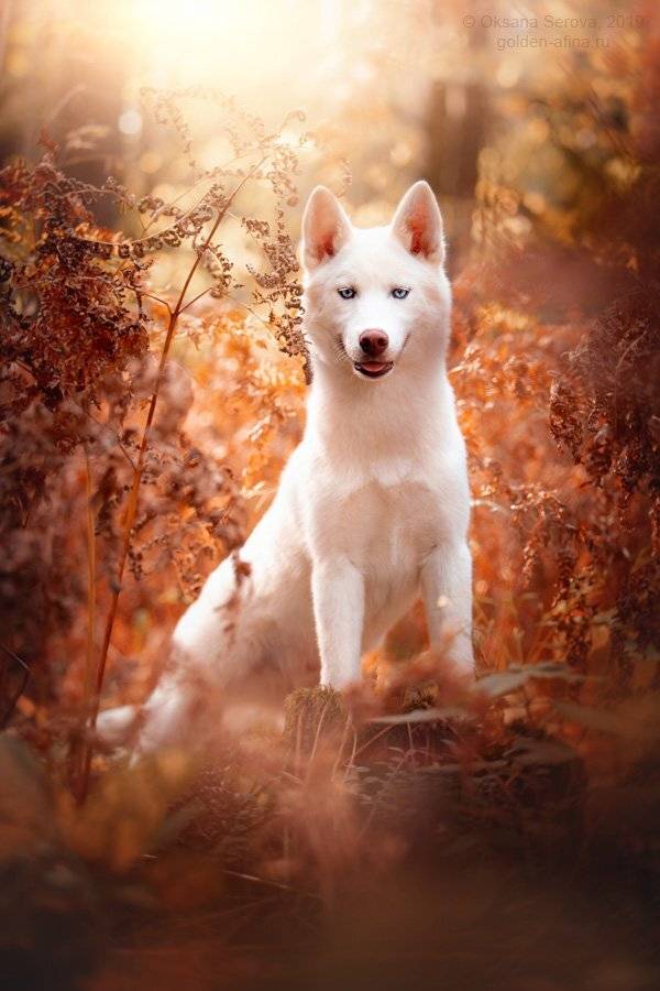 Автор: Оксана Серова , Оксана Серова