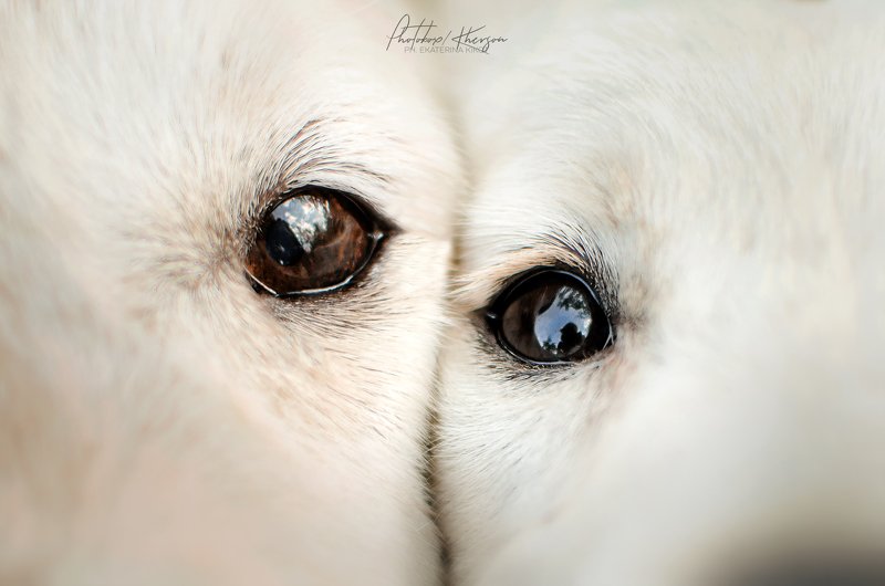 собака, анималистика, глаза You are my best friend ❤️photo preview