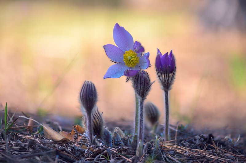 весна, цветы, сон-, трава Нежность фото превью