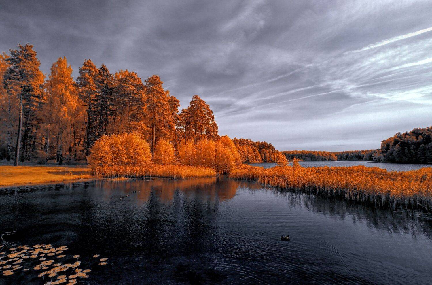 Осенние утки.. Автор: Sixten ( Сергей ) infrared,ик-фото,инфракрасное фото, инфракрасная фотография, пейзаж, осень, Sixten ( Сергей )