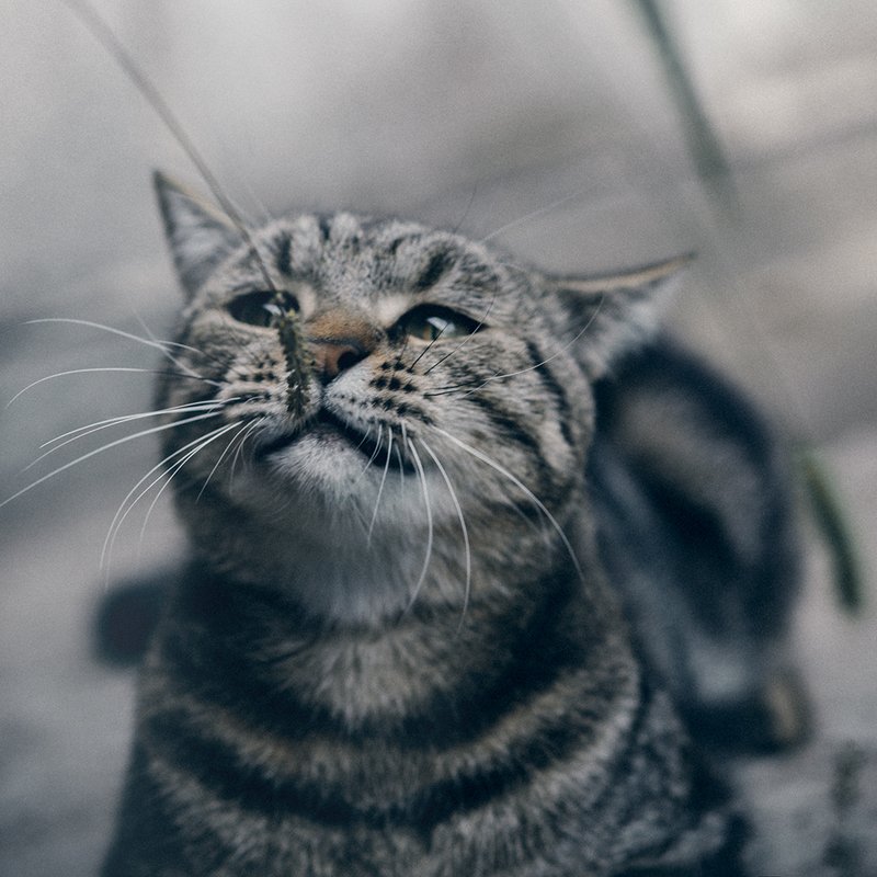 Шустрикphoto preview