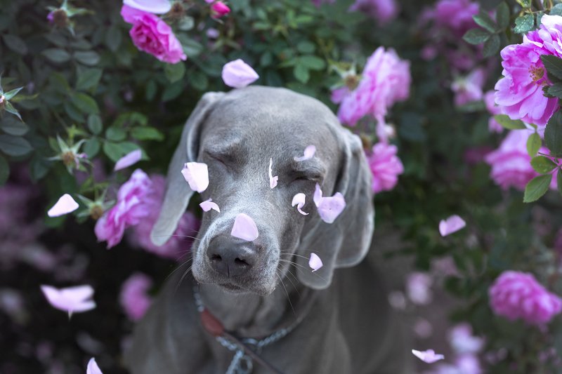 weimaraner Weimaraner in flowersphoto preview