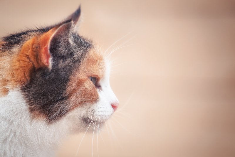 кот, кошка Деревенские котыphoto preview