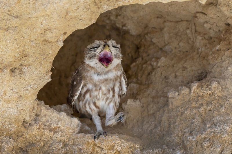 ПётрРогов#фотограф#фотоохота#дикаяприрода#орнитология#птицы#птичьяобсерватория#Израиль#Иерусалим#canon5dmarkiii#canon600mmf4#birdsobservatory#birds#nature#Israel#Jerusalem#сыч#утро#owl#домовойсыч# Сыч photo preview