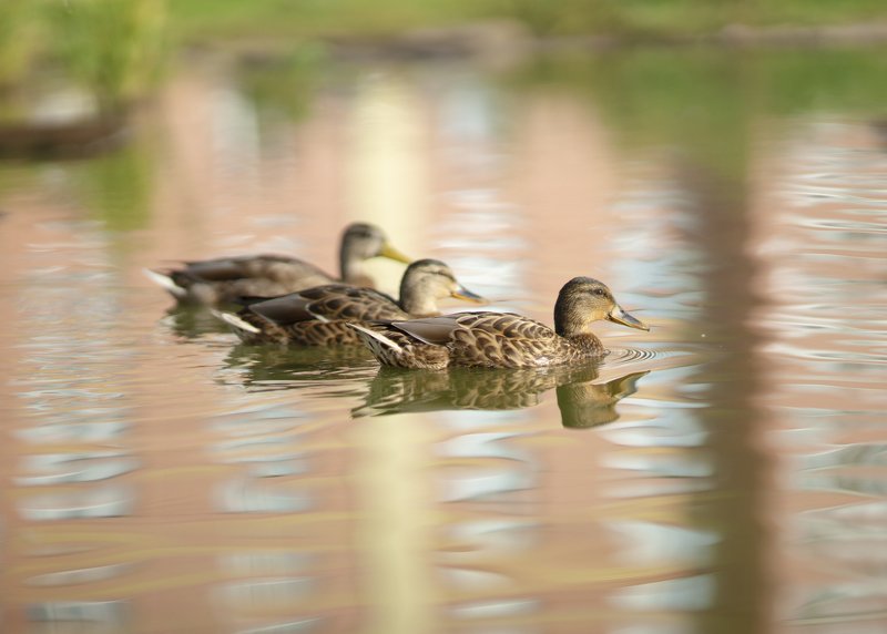 утки, природа, отражение Отражение природы...photo preview