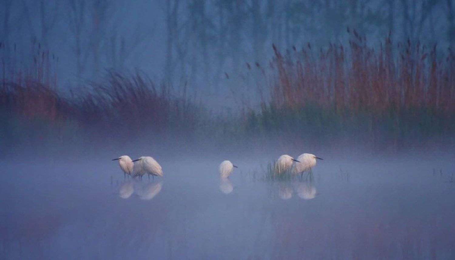Story in the fog.... Автор: Dobromir Terziev , Dobromir Terziev