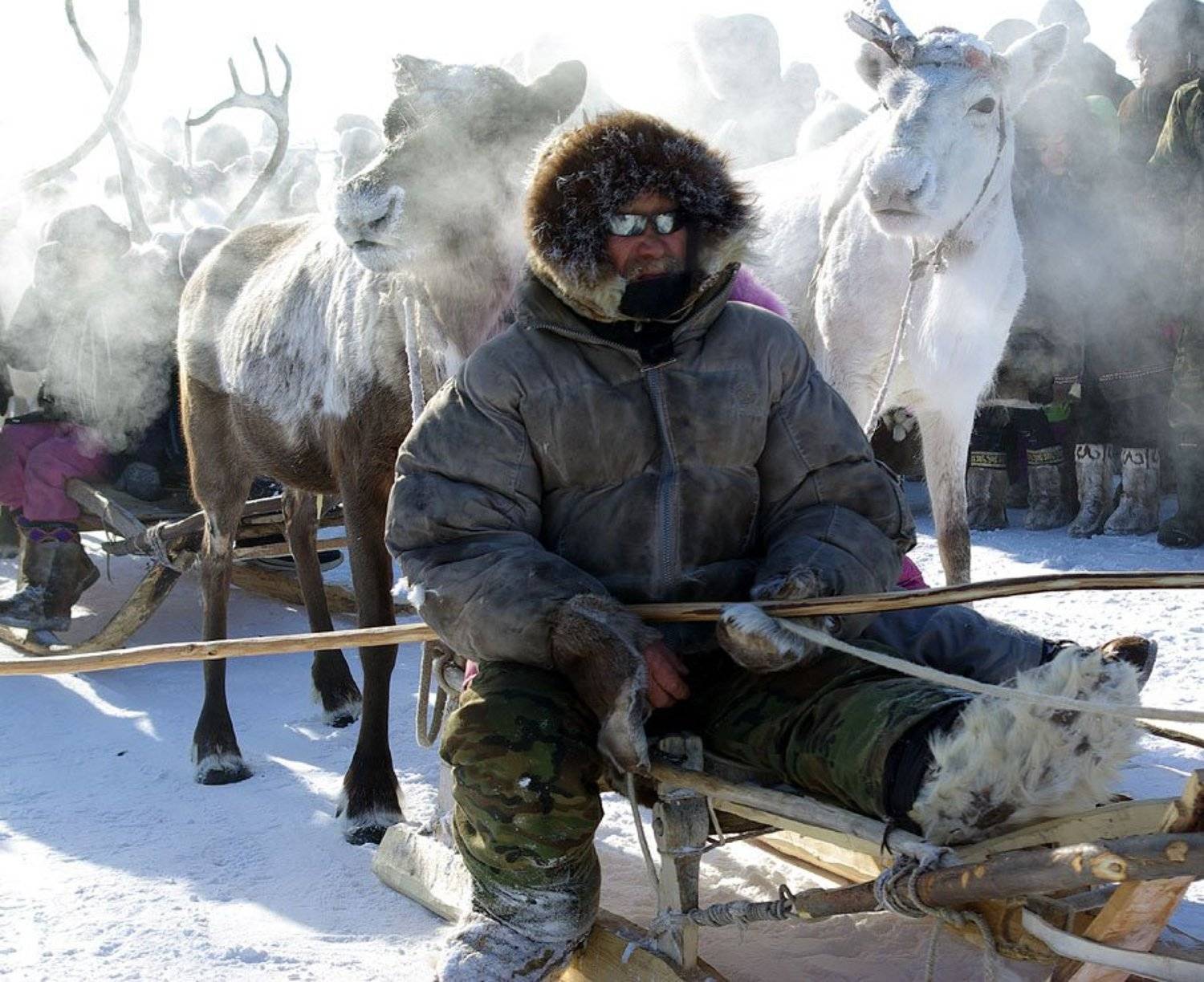Оленевод. Автор: Солодухин Виктор оленевод, олень, север, Солодухин Виктор
