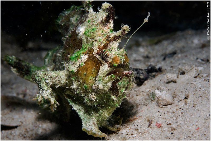 рыба, лягушка, фрог, фиш, папуа, новая, гвинея, раджа, ампат, frog, fish Из-под топота копыт пыль по полю летит... фото превью