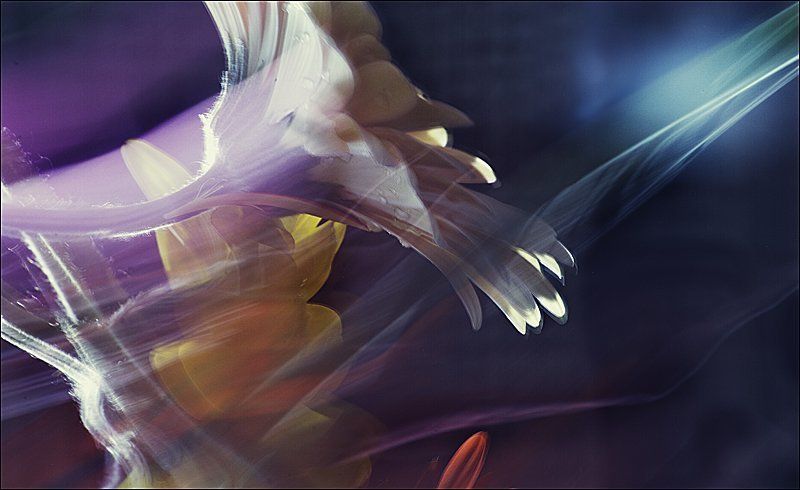 цветы, весна, колор springtime фото превью