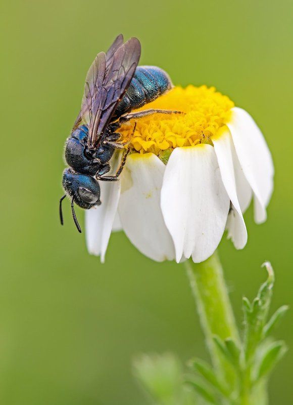 himenoptera Bluebeephoto preview