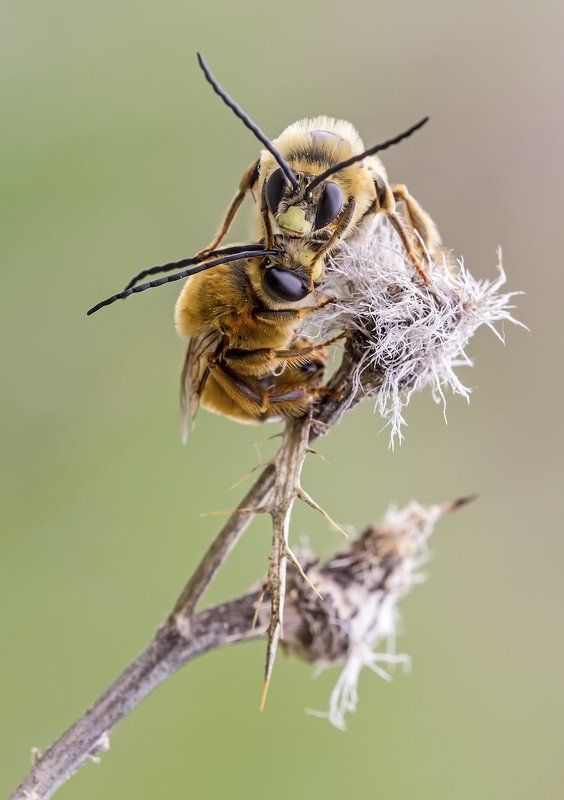 himenoptera Eucera tuberculataphoto preview