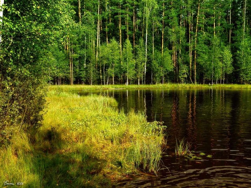 природа, лето, озеро Лесное озеро. фото превью