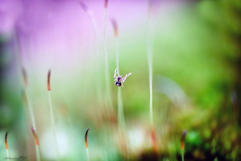 паучокphoto preview