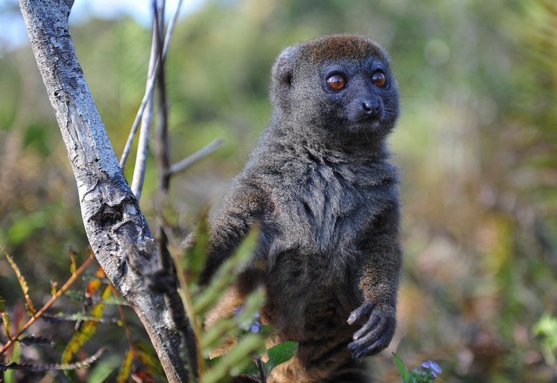 лемур, мадагаскар, животные, звери Бамбуковый лемурphoto preview