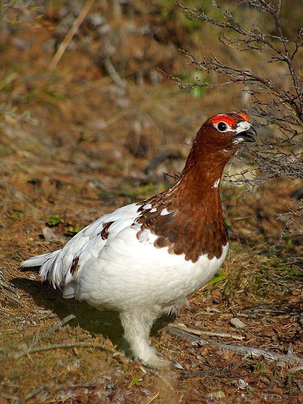 куропатка В брачном нарядеphoto preview