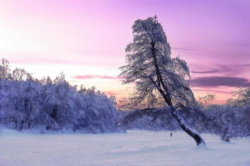 landscapes, trees, winter, moscow, park Winter fairy talesphoto preview