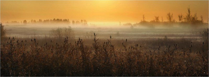 туман, , утро КАМЫШphoto preview