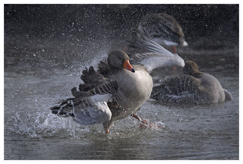 anser anser, action, the netherlands, серый гусь, дикий, конец зимы, нидерданды И разошелся,- и расходился!photo preview
