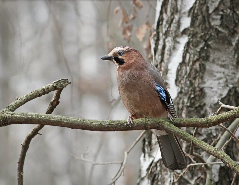 Задумчивая сойка.photo preview