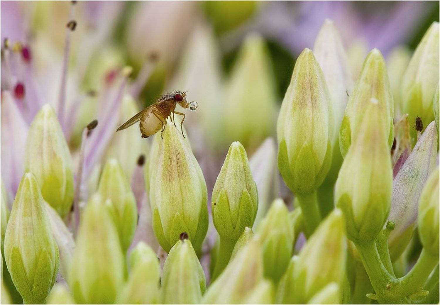 , Виктор Кулицкий