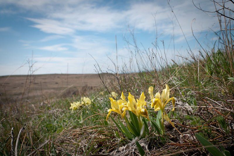 Цветение ирисов в Крымуphoto preview