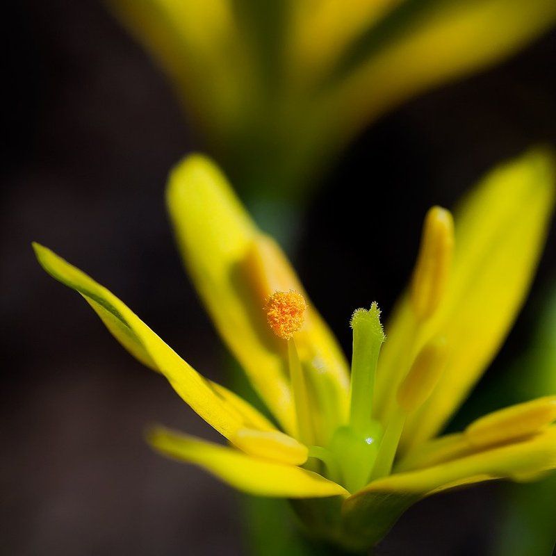 цветок Парочка...photo preview