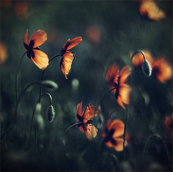 , Наталья Ова