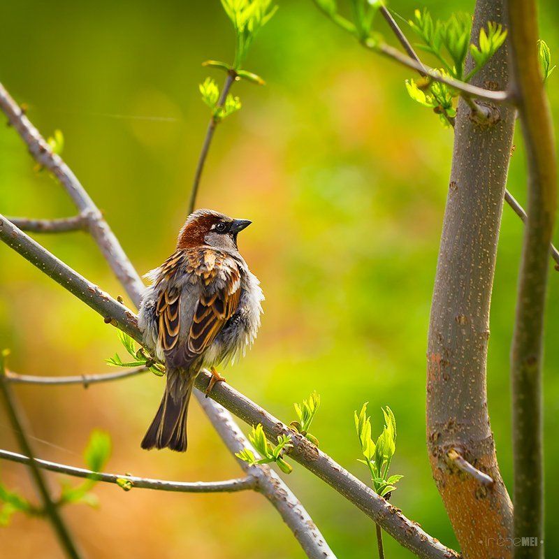 spring, sparrow, nature, animals, birds, canon, kharkiv, ukraine, 2012 Spring!photo preview