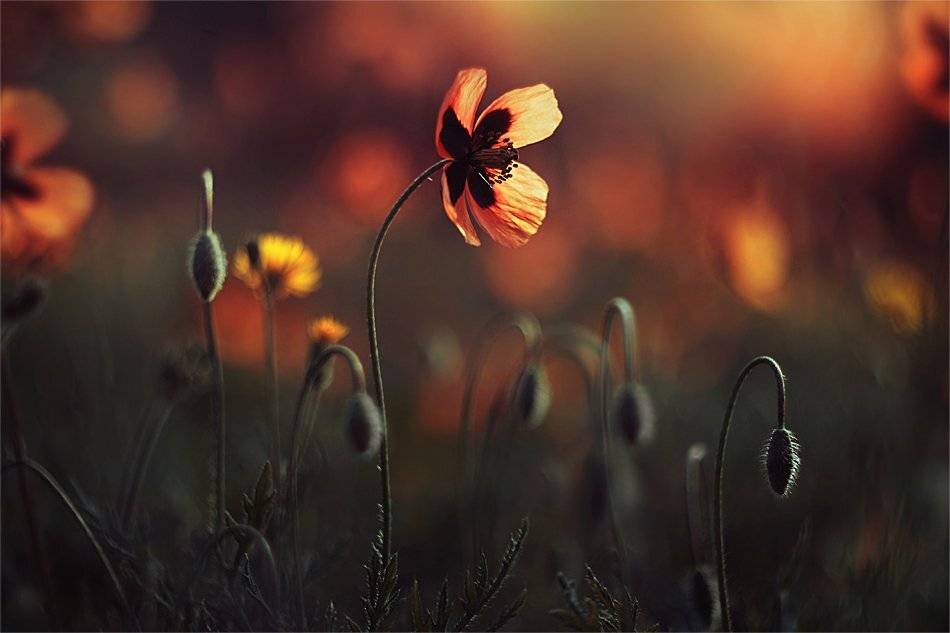 ***. Автор: Наталья Ова , Наталья Ова