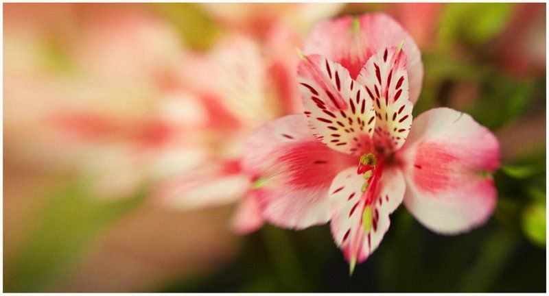 lensbaby Lensbabyphoto preview