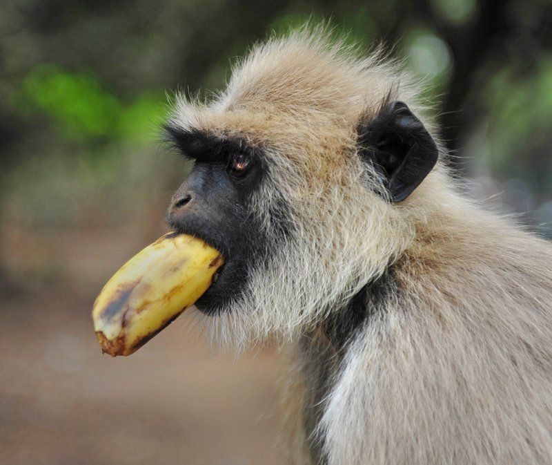 животные, индия, обезьяна, юмор, обезьяны Shut up!photo preview