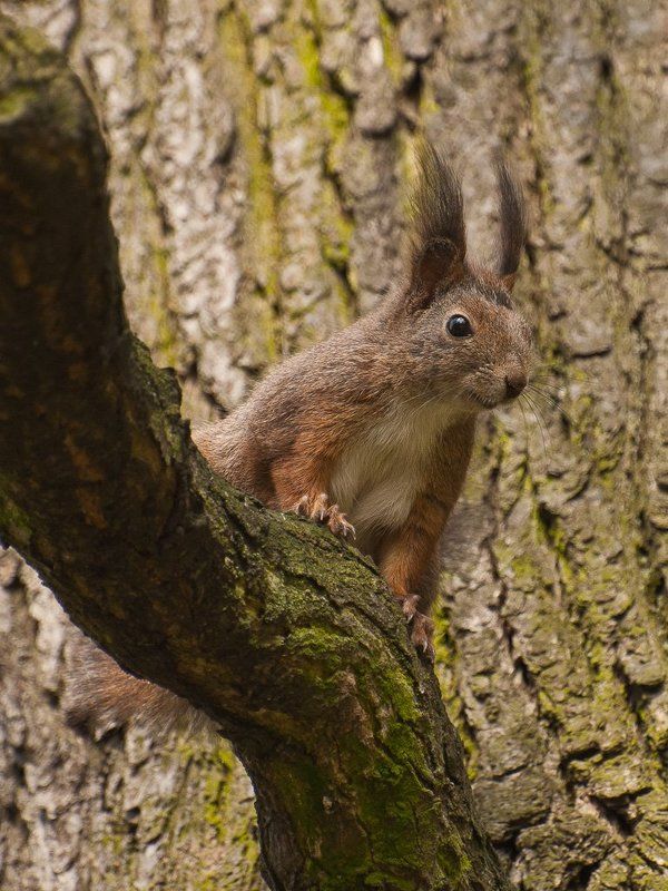 animals,nature,squirrel Obserwatorphoto preview