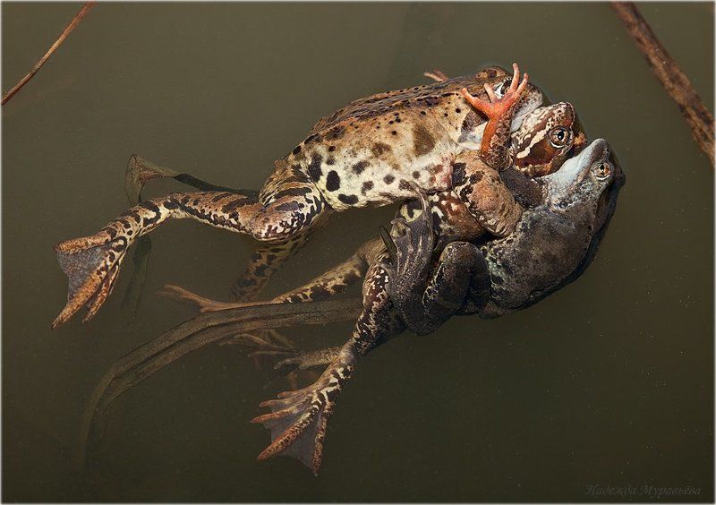 травяная, лягушка, rana, temporaria, па-де-труа pas de troisphoto preview