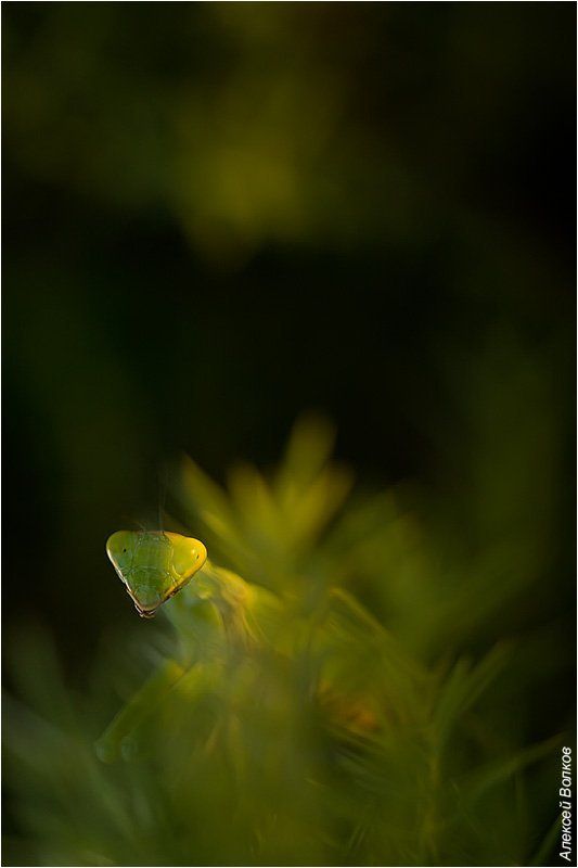 богомол, древесный За рекой, в тени деревьевphoto preview