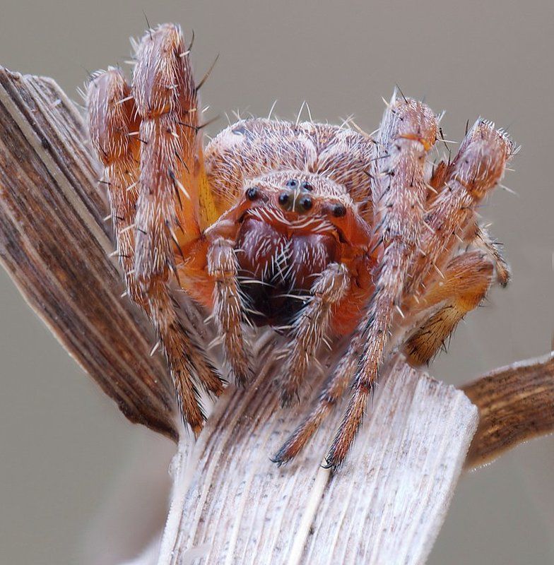 волосатый колобокphoto preview