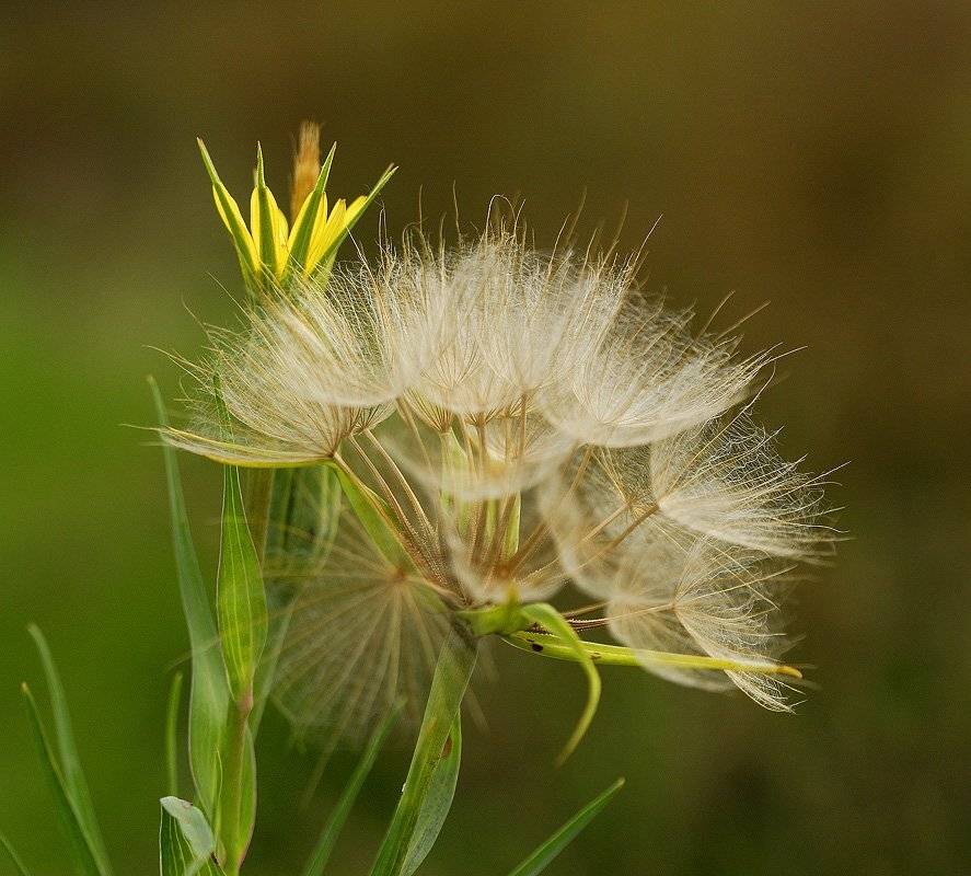 Корона и мантия. Автор: Александр , Александр