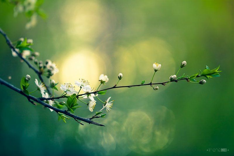 spring, nature, blossoms, tree, apricot, cherry, green, bokeh, light, canon, close up, macro Spring Momentsphoto preview
