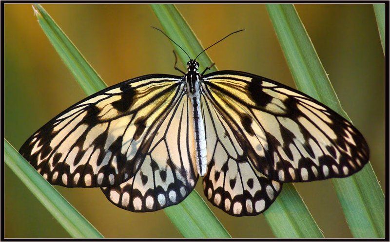 бабочка Лесная нимфаphoto preview