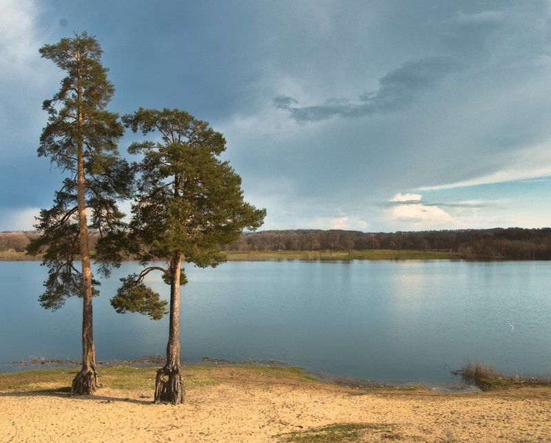 Дубы, сосны и вода.photo preview