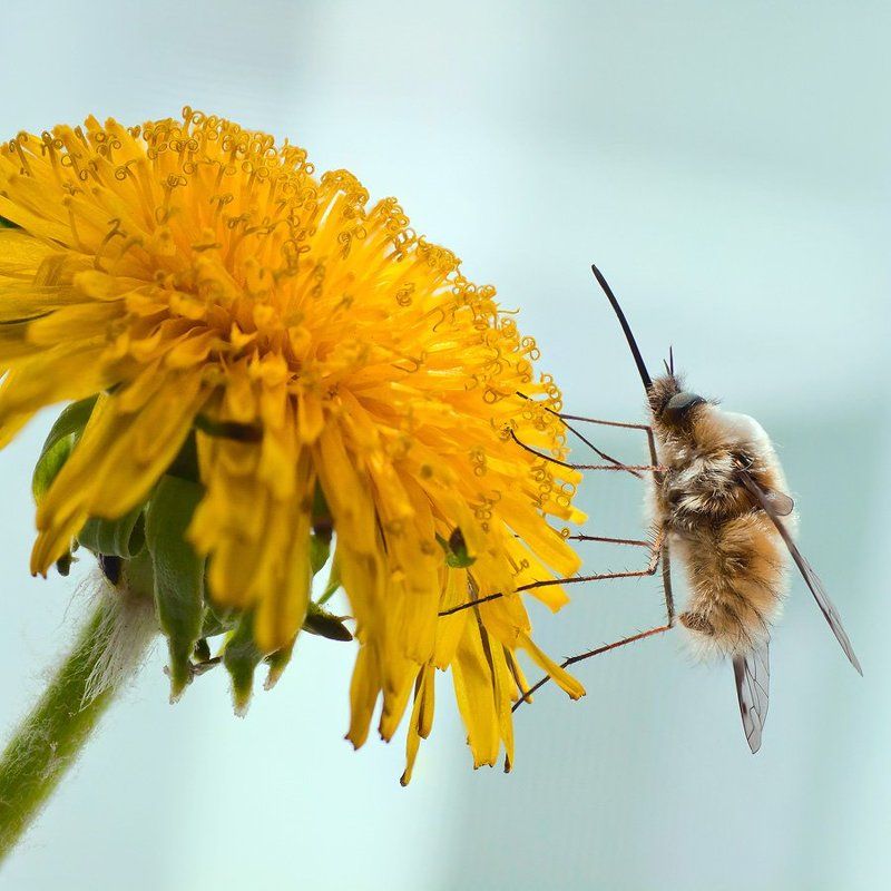 Жёлтое настроение!photo preview