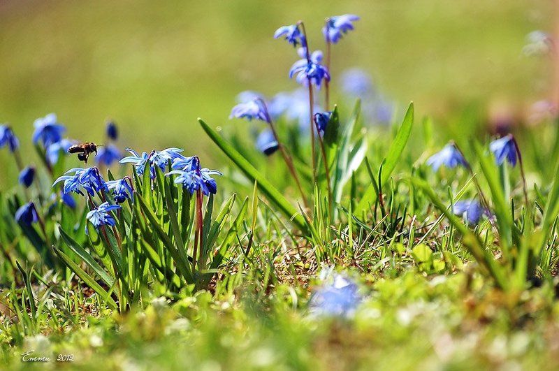 природа, весна, трава, цветы Весна фото превью