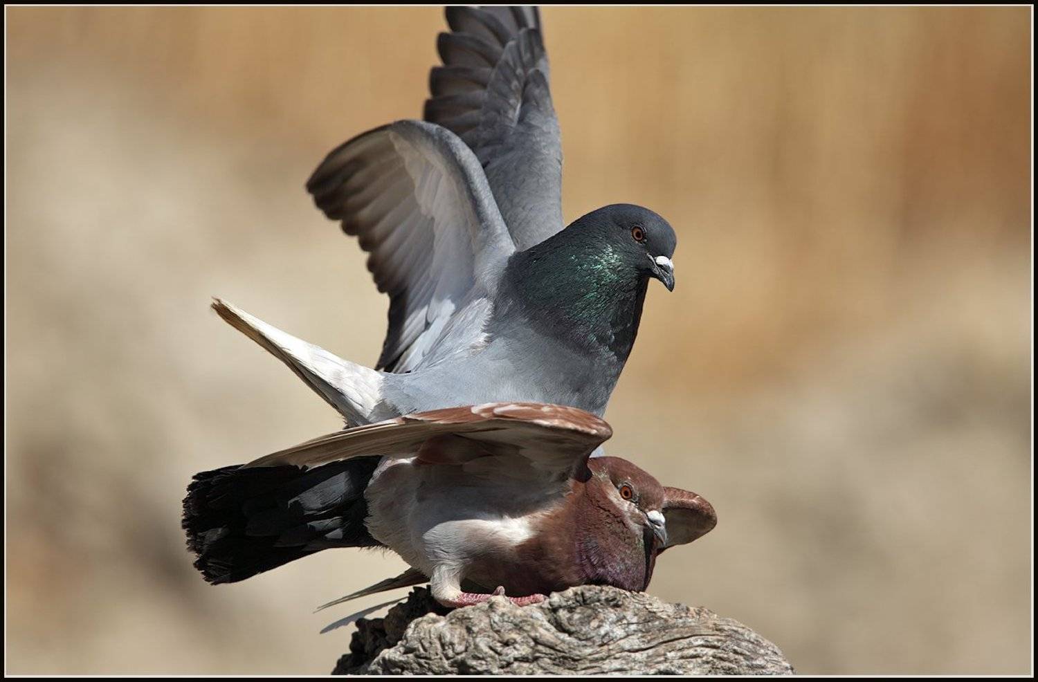 голуби ,любовь., Michael Faiman