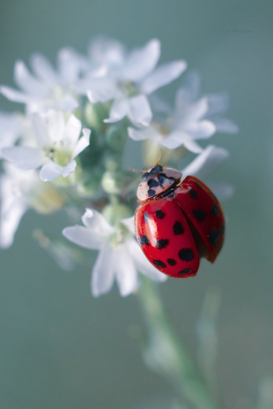 макро, природа, nature, macro, насекомые, insect, ladybug, ladybugs, божьякоровка photo preview