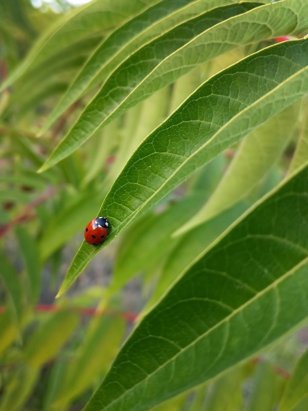 макро,насекомые,природа,божья коровка,листья,зелёный R E D & G R E E Nphoto preview